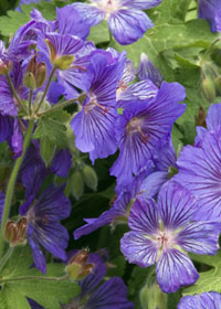 Geranium 'Sabani Blue'